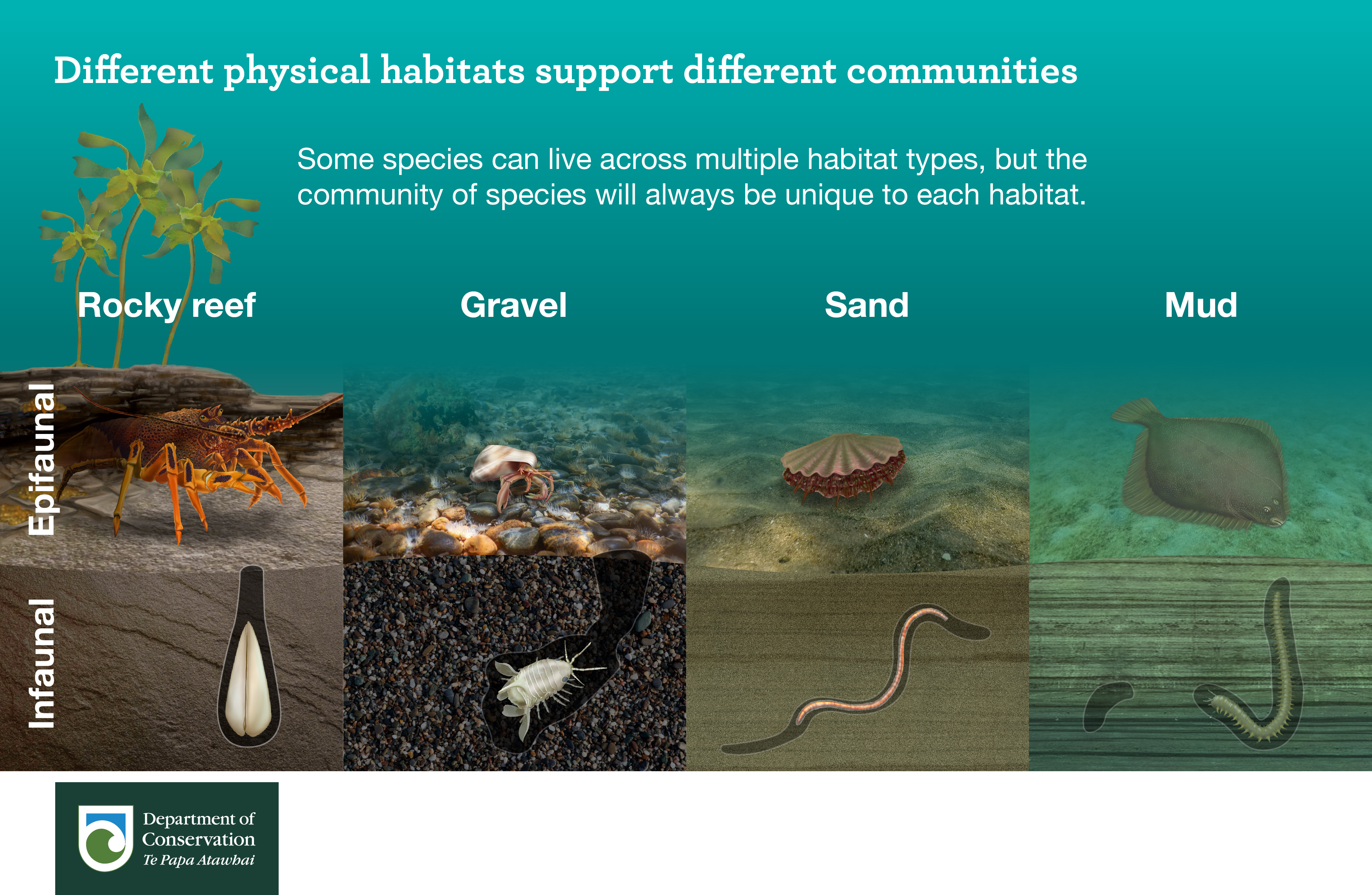 Illustration of different marine habitats like rocky reef, gravel, sand, and mud